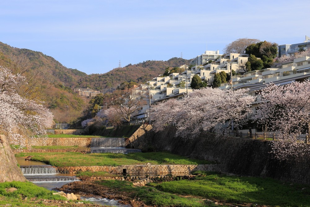 芦屋川沿いの桜並木